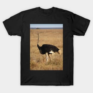 Male Ostrich, Serengeti, Tanzania T-Shirt